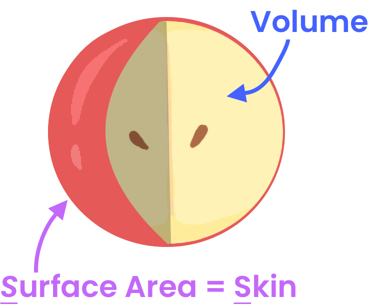 An apple's surface area and volume